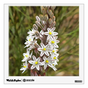 Drimia Maritima Or Island Onion Art Wall Sticker