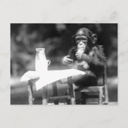 Drinking Chimpanzee Vintage National Zoo Postcard