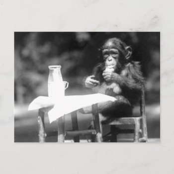 Drinking Chimpanzee Vintage National Zoo Postcard by fotoshoppe at Zazzle