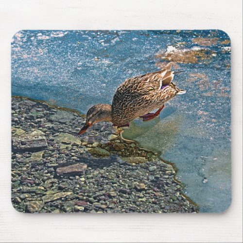 Drinking Female Mallard Duck Birdlover Wildlife Mouse Pad