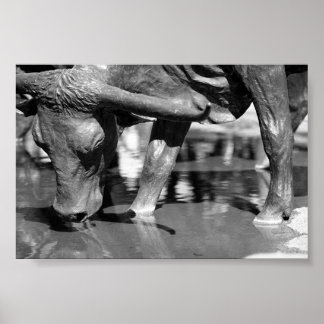 Drinking Longhorn Poster