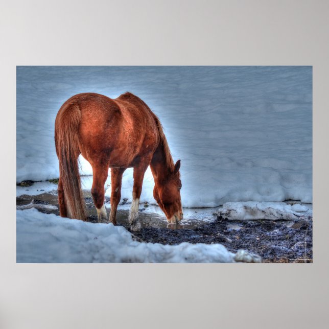 Drinking Red Dun Ranch Horse Equine Photo Poster (Front)