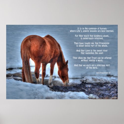 Drinking Red Dun Ranch Horse  Equine Poem Poster