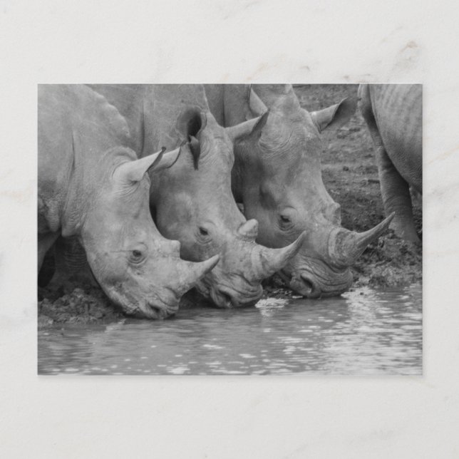 Drinking Rhinos Postcard (Front)
