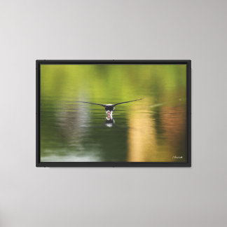 Drinking - white-throated needletail swift canvas print