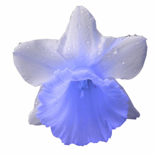 Dripping Daffodil Blue Photo Sculpture