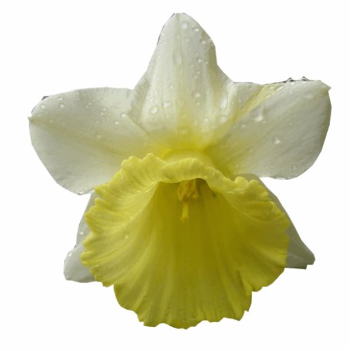 Dripping Daffodil Photo Sculpture
