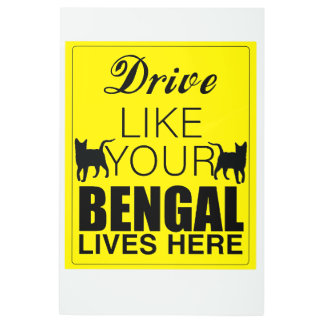 Drive Like Your Bengal Lives Here Metal Print