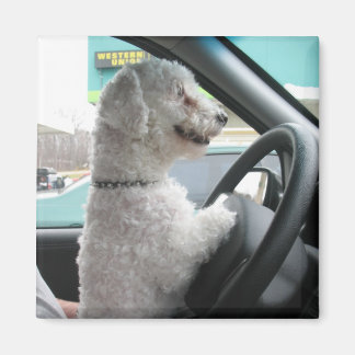 driving bichon magnet