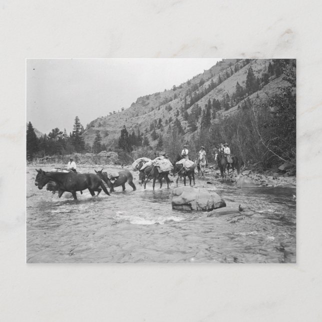 Driving pack mules across a river postcard (Front)