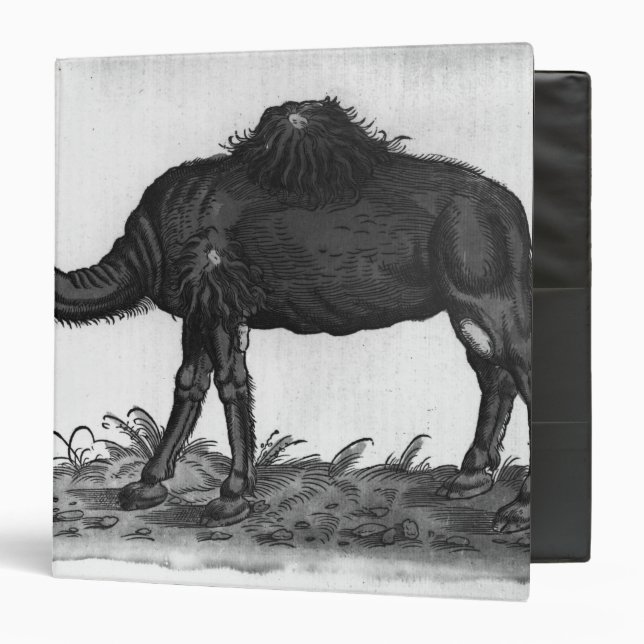 Dromedary, from 'Historial Animalium' Binder (Front/Inside)
