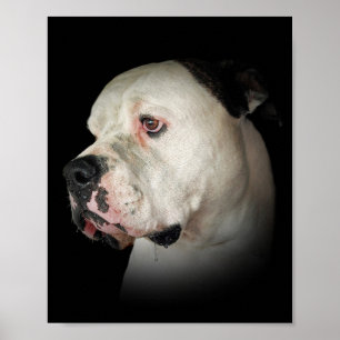 drooling American Bulldog Poster