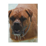 Drooling Bordeaux Mastiff Postcard