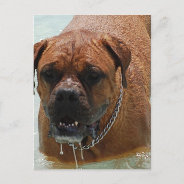 Drooling Bordeaux Mastiff Postcard (Front)