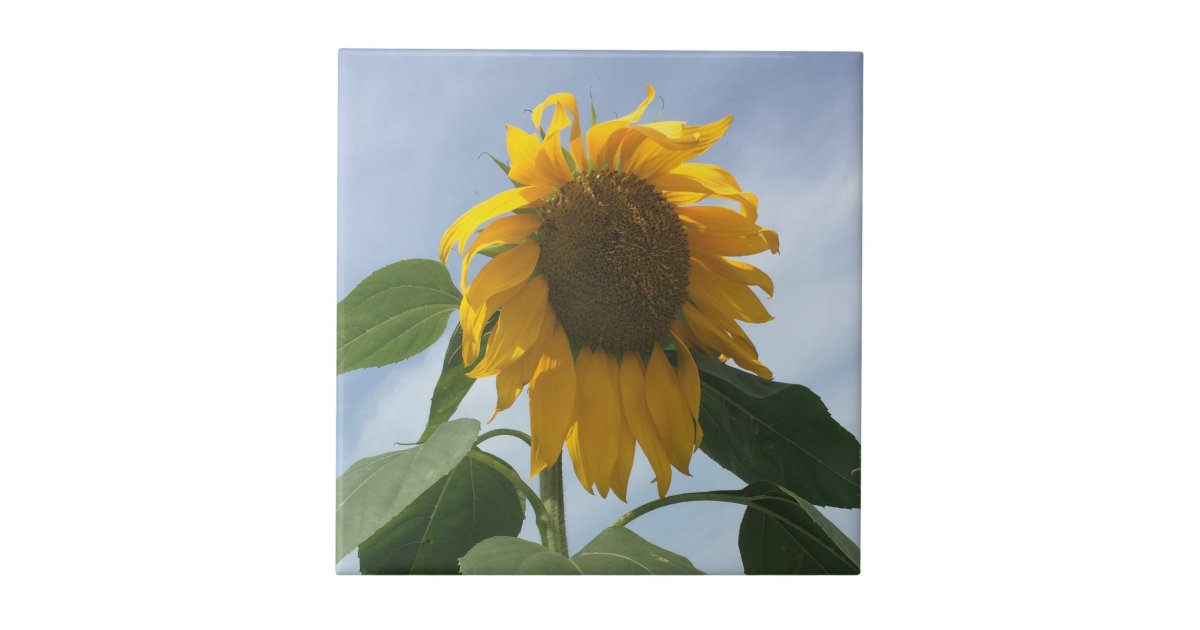 Droopy Sunflower Tile