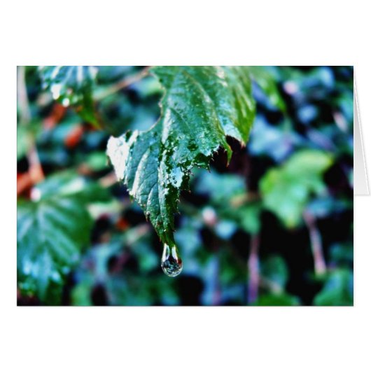 Drop Of Rain Cards (Front Horizontal)