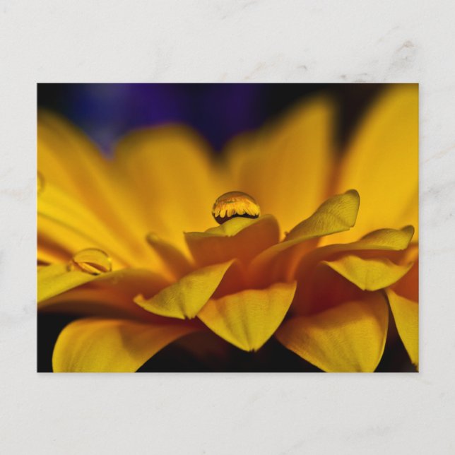 Drop of Water with Reflection of Gerbera Daisy Postcard (Front)