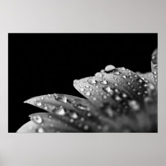 Droplets (Black and White) Poster