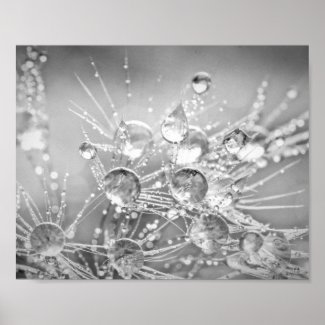 Droplets of Water on Dandelion Fluff Poster