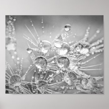 Droplets Of Water On Dandelion Fluff Poster by nikkilynndesign at Zazzle
