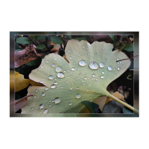 Drops of rain acrylic print