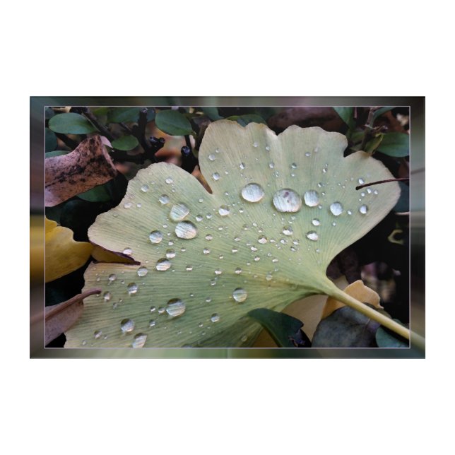 Drops of rain acrylic print (Front)