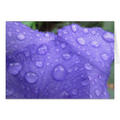 Drops on Purple Iris (Front Horizontal)