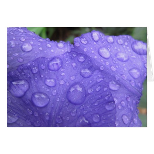 Drops on Purple Iris (Front Horizontal)