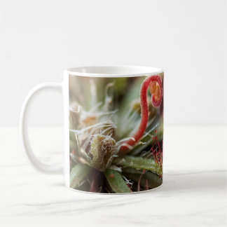 Drosera Capillaris Coffee Mug