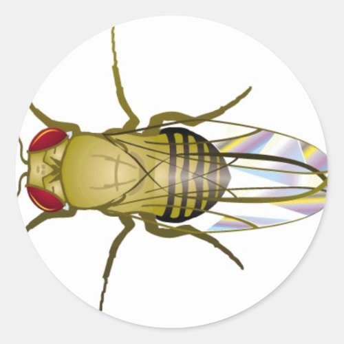 drosophila melanogaster classic round sticker