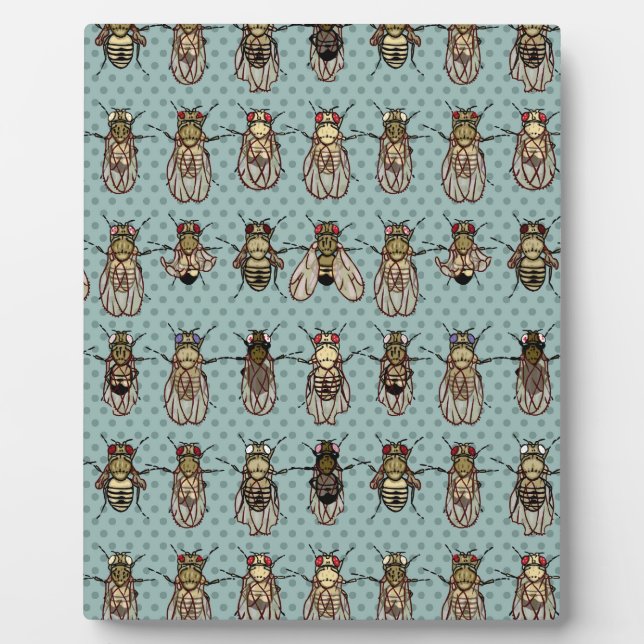 Drosophila mutants plaque (Front)