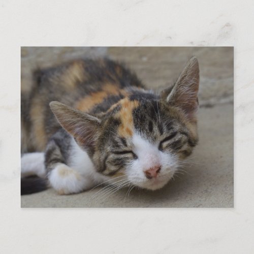 Drowsing Calico Kitten Postcard