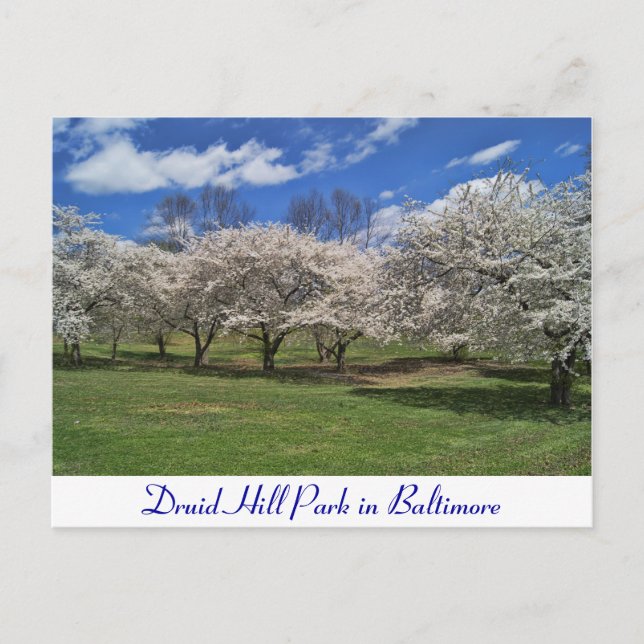 Druid Hill Park in the Spring Postcard (Front)