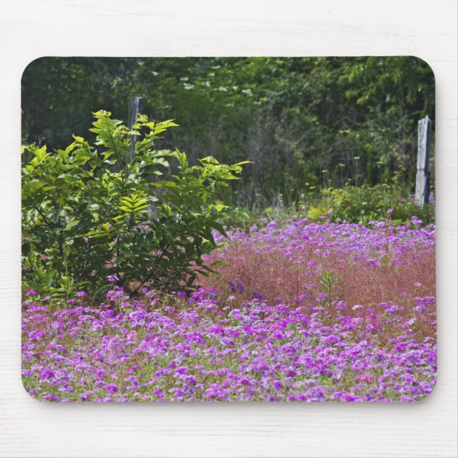 Drummond Phlox, Phlox drummondi, Hilton Head Mouse Pad (Front)