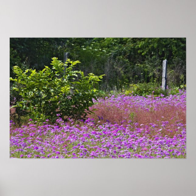 Drummond Phlox, Phlox drummondi, Hilton Head Poster (Front)