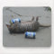 Drunk Armadillo