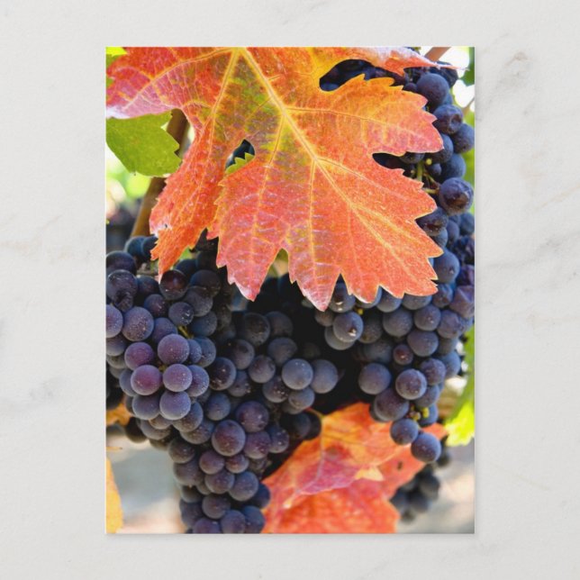 Dry Creek Grape Vine Postcard (Front)