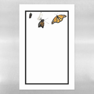Dry Erase Board Eclosing Monarch