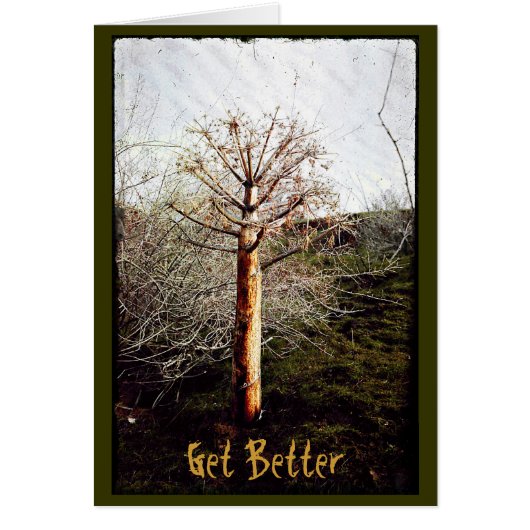 Dry Ferula Plant (Front)