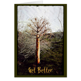 Dry Ferula Plant Cards