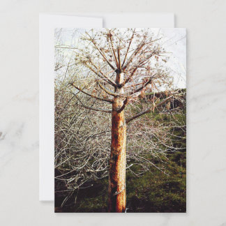 Dry Ferula Plant Holiday Card