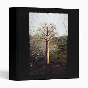 Dry Ferula Plant in Tajikistan Binder