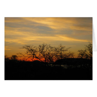 Dry Forest Sunset Cards