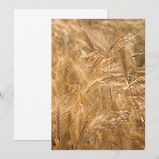 Dry grass pattern (Front/Back)