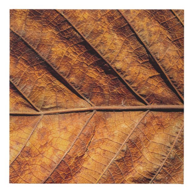 Dry leaf: natural texture background. faux canvas print (Front)