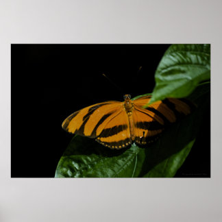 Dryad Print