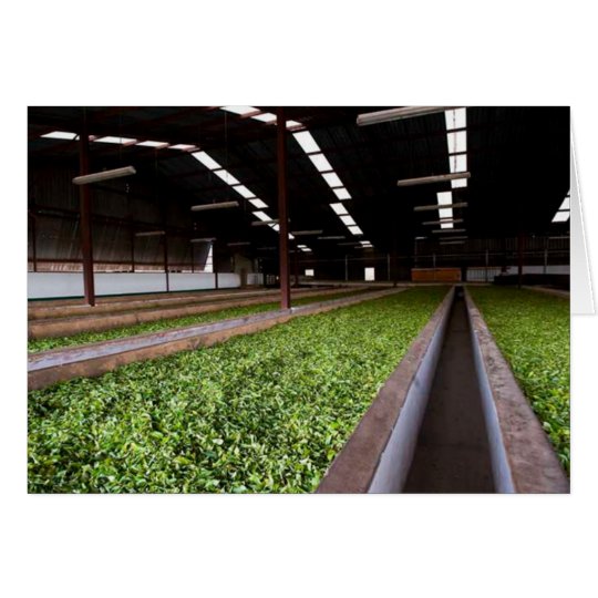 Drying and Oxidation Shed, Kenyan Tea Estate Card