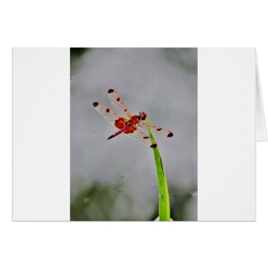DSC00029.JPG CARDS (Front Horizontal)