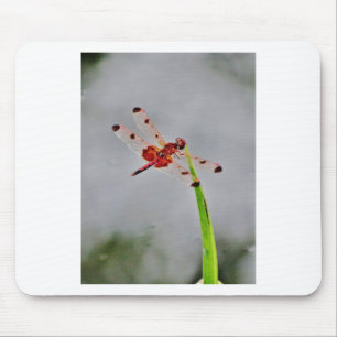 DSC00029.JPG MOUSE PAD