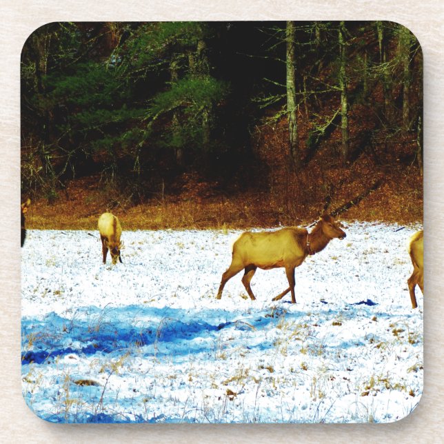 DSC00131.JPG BEVERAGE COASTER (Front)